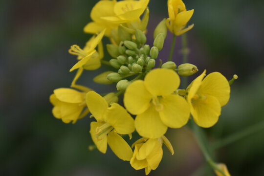 油菜花
