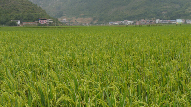 稻田風(fēng)光美如畫(huà)
