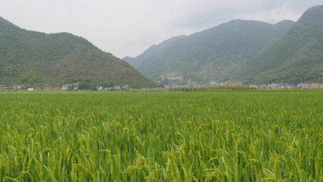 稻田風(fēng)光美如畫