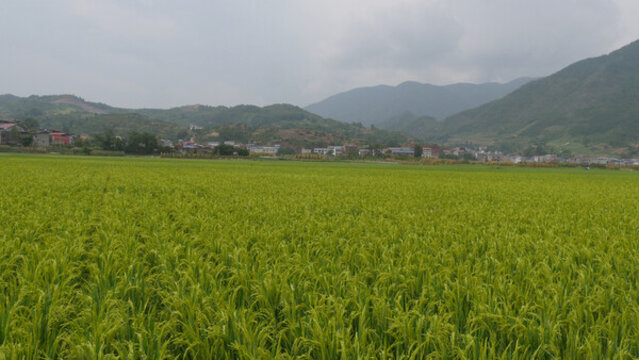 稻田風(fēng)光美如畫
