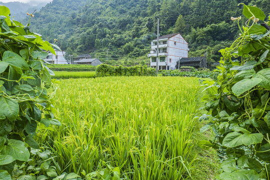 田野鄉(xiāng)村