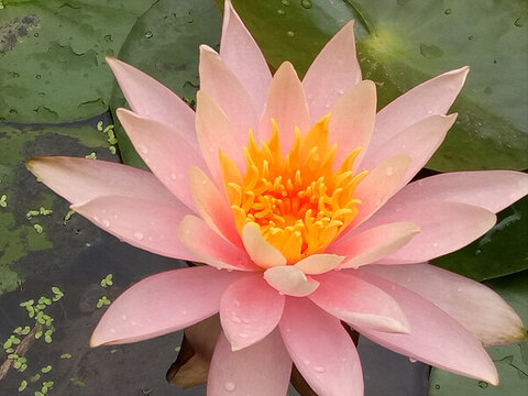 蓮花