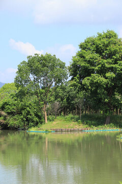 河岸綠化