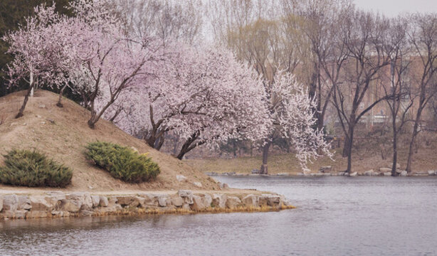桃花樹(shù)
