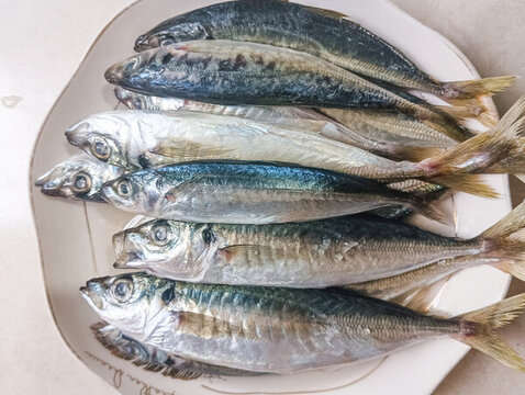 巴浪魚