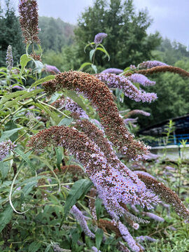 醉魚草