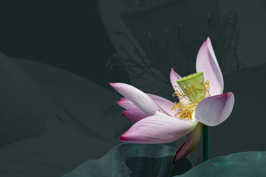 荷花