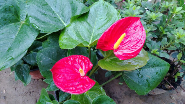 花燭