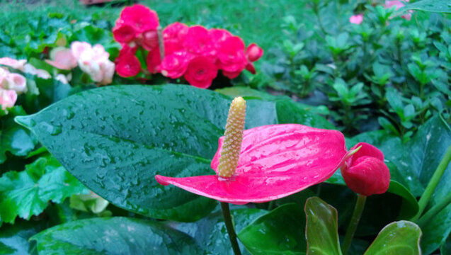 花燭