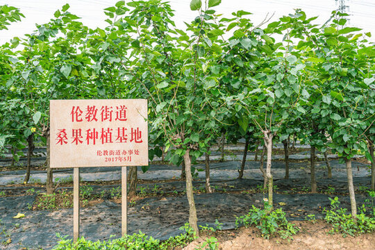 順德倫教桑果種植基地