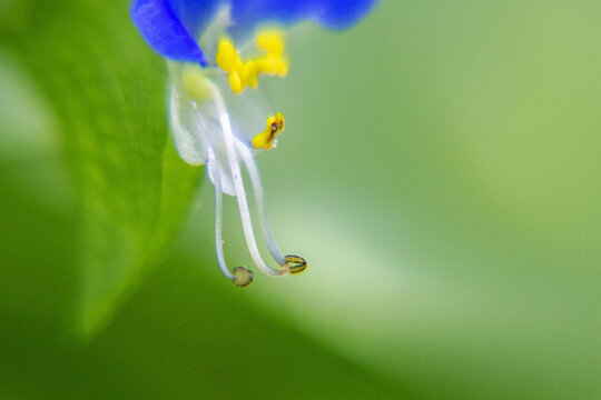 翠蝴蝶花蕊