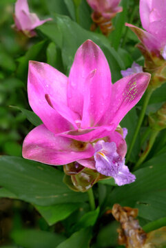 植物莪藥用術(shù)