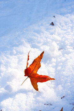 冬季雪地上的紅色楓葉