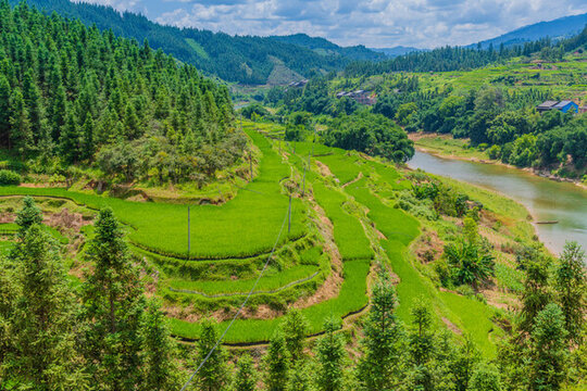 山區(qū)稻田
