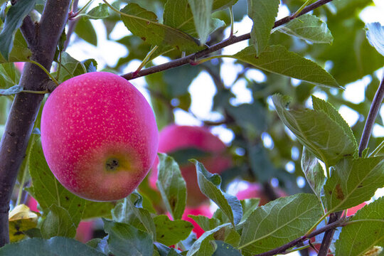 紅蘋(píng)果