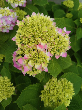 繡球花