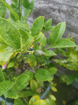 檸檬樹