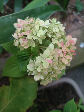 繡球花無盡夏