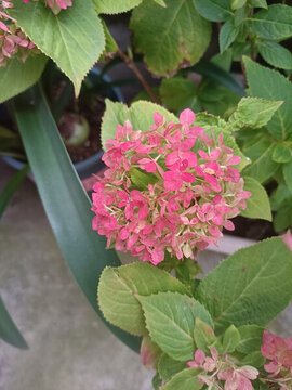 繡球花無盡夏