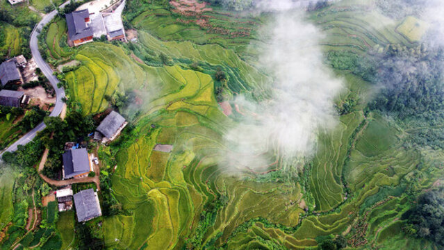 農(nóng)業(yè)鄉(xiāng)村紫鵲界梯田秋景航拍