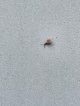 蝸牛