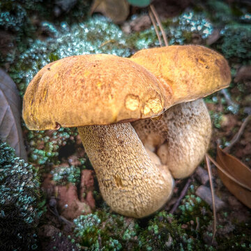 云南野生菌