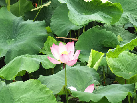 蓮花