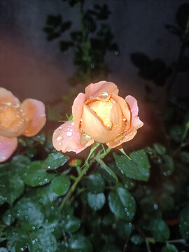 月季果汁陽臺(tái)