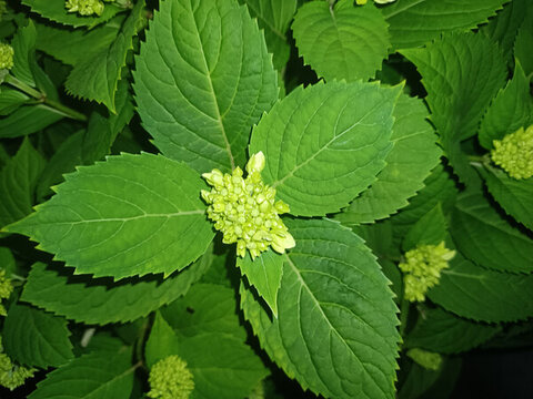 繡球花