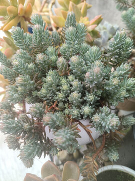 多肉薄雪萬(wàn)年草