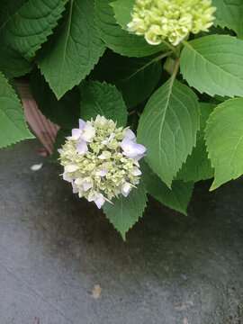 繡球花