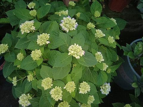 繡球花無盡夏