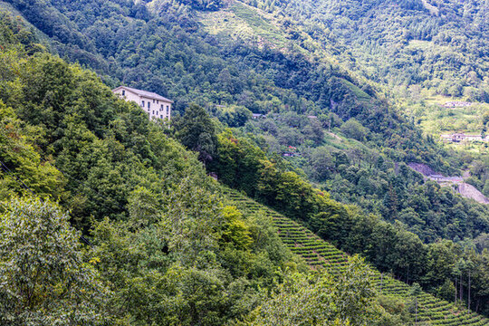 高山茶園