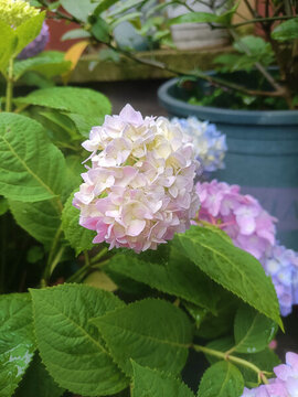 繡球花無盡夏