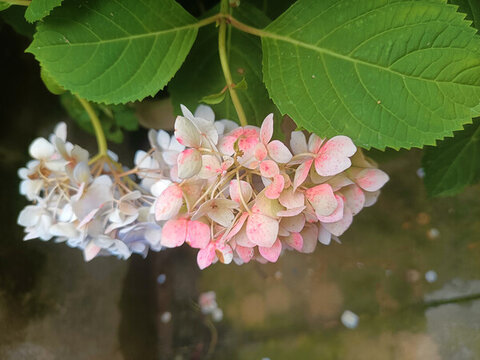繡球花