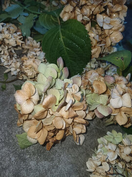 干枯繡球花