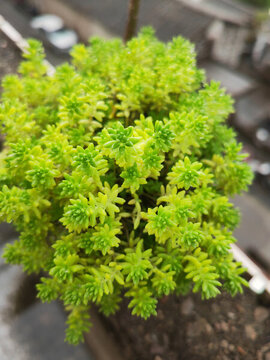 多肉黃金萬年草