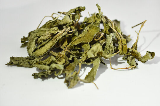 薄荷葉