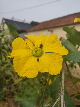 絲瓜花