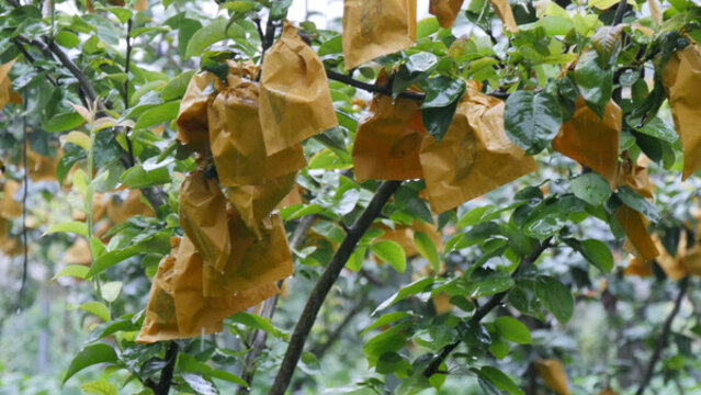 梨園套袋梨