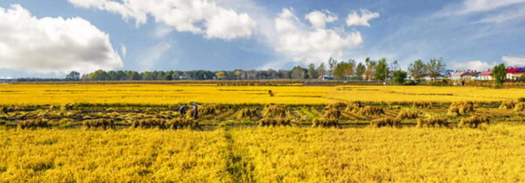 豐收的稻田全景