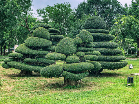 風景樹