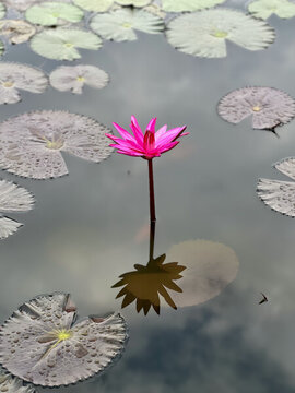 蓮花
