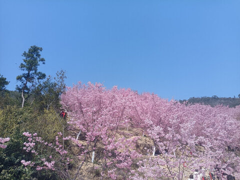 櫻花林