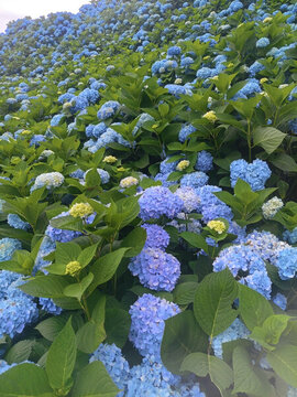藍(lán)色繡球花海