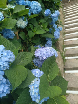 藍(lán)色繡球花海
