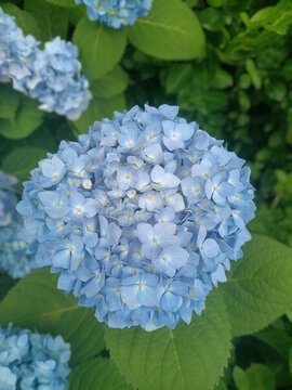 藍(lán)色繡球花海
