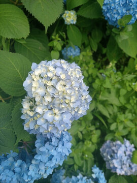藍(lán)色繡球花海