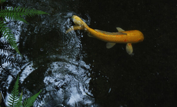 秋雨中的金魚