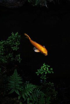 池塘里的金色鯉魚